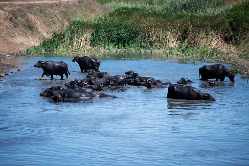 buffalos take a bath in river