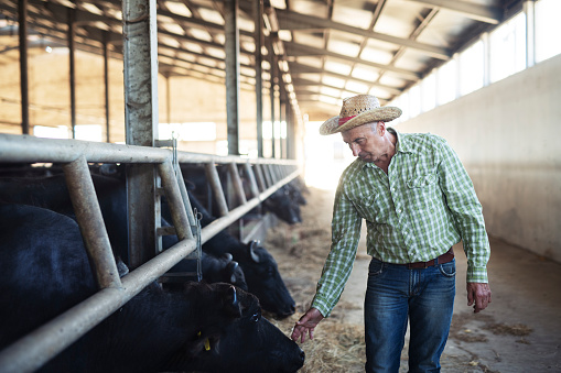 Adult farmer in barn with buffalo animals on dairy farm, 
enjoys his beautiful animals.