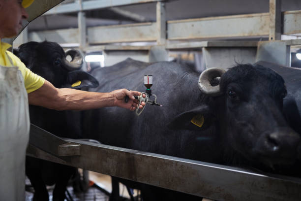 istock Adult man injecting buffalo in dairy farm. 1168698917