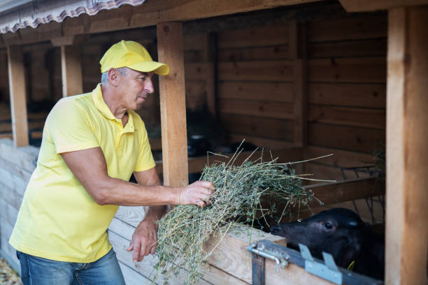Senior farmer in yellow uniform feeding baby buffalo with hand.