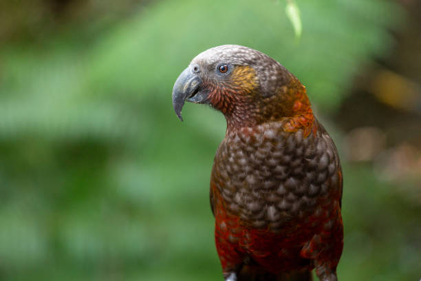 istock New Zealand Native Kaka 1168699050