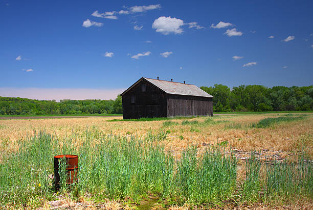 タバコ工場 - massachusetts agriculture crop farm ストックフォトと画像