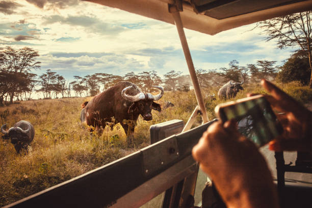 driving safari cars on the savannah in Masai mara, Africa stock photo