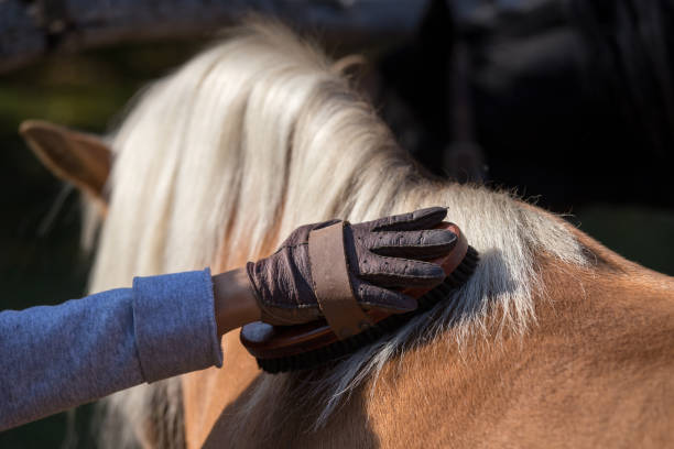 Girl grooming horse stock photo