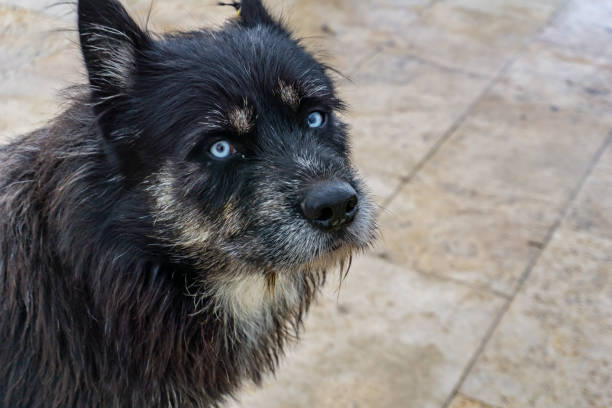 istock Blue eyes of a stray homeless wolf 1168701053