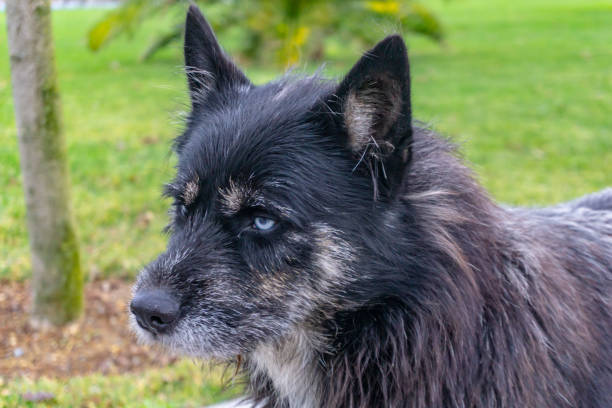 istock Blue eyes of a stray homeless wolf 1168701211