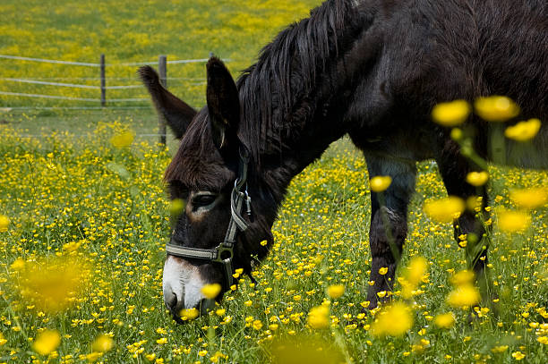 The typical white donkeys of the Asinara Island National Park - Porto Torres