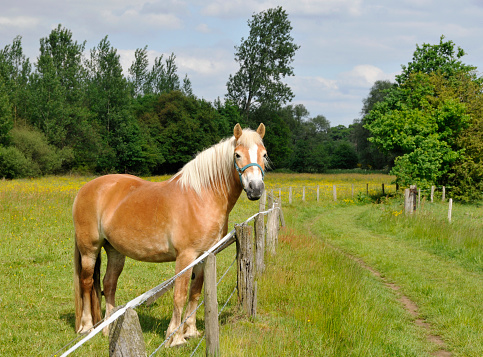 Horse in a Belgian nature reserve  looking at the camera.