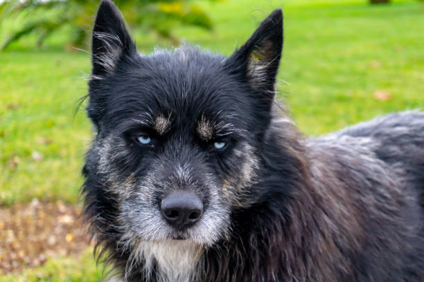 istock Blue eyes of a stray homeless wolf 1168702135