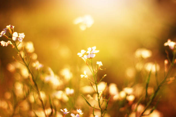 istock Beautiful bloming white wild flowers fields in springtime and natural sunlight shining on mountain. 1168702214