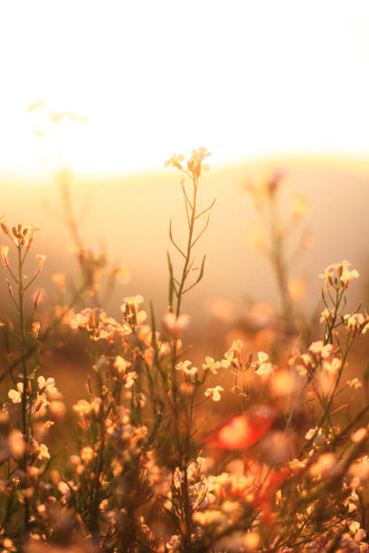 Beautiful bloming white wild flowers fields in springtime and natural sunlight shining on mountain.