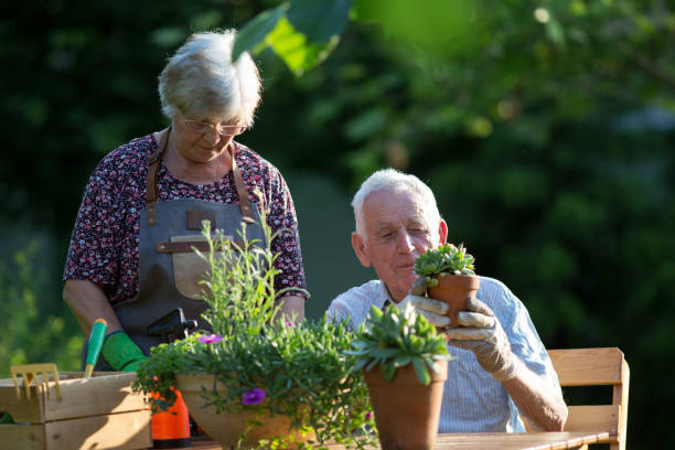 senior couple potting plants - gardening senior adult action couple imagens e fotografias de stock