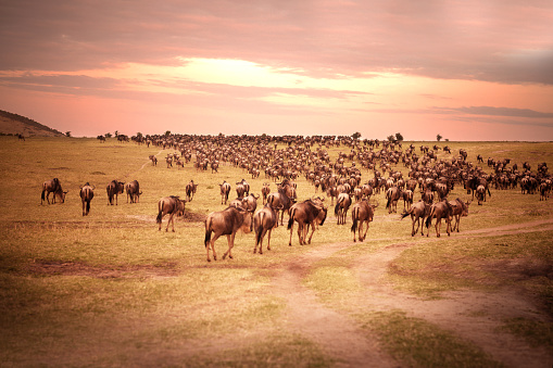 Herd of wildebeests on the savannah in Masai Mara, Kenya