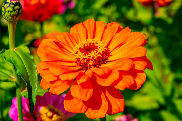 istock Blooming garden flowers outdoors. Macro photo. 1168703190