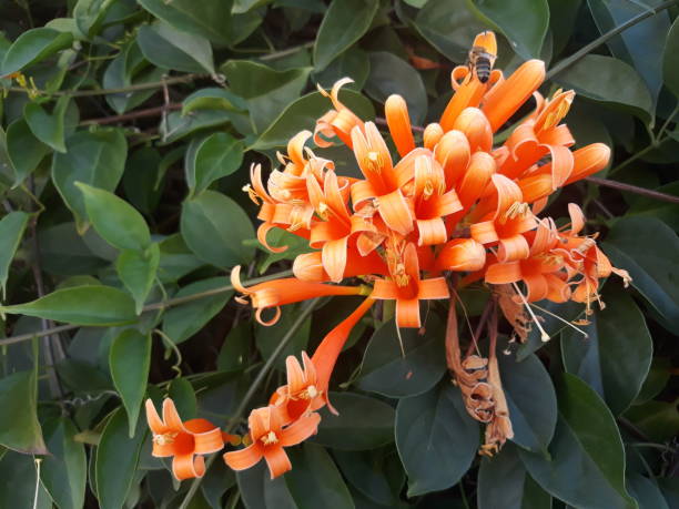 istock Beautiful gift of nature which is called flowers 1168703893