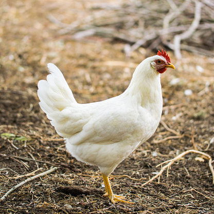 Chicken broilers. Poultry farm. White chicken walkinng in a farm garden.