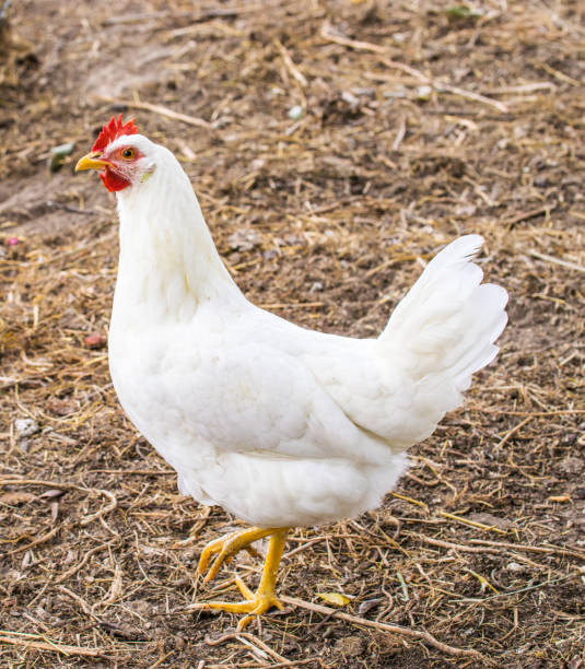 istock Chicken broilers. Poultry farm. White chicken walkinng in a farm garden. 1168704969