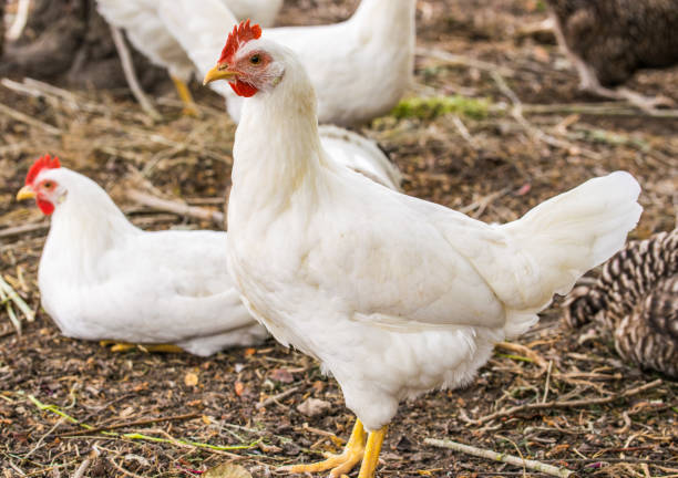 istock Chicken broilers. Poultry farm. White chicken walkinng in a farm garden. 1168704979