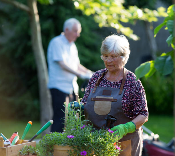 pareja senior trabajando con plantas en jardín - gardening senior adult action couple fotografías e imágenes de stock