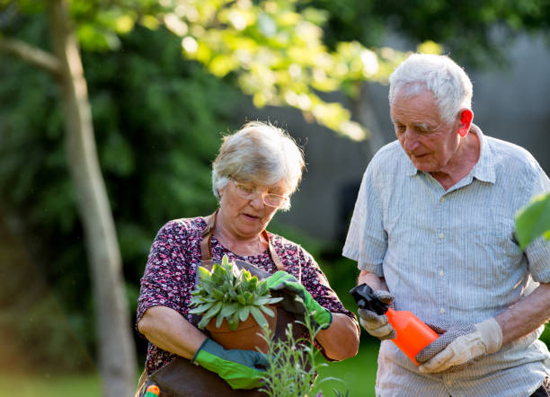 istock Senior couple working with plants in garden 1168705029