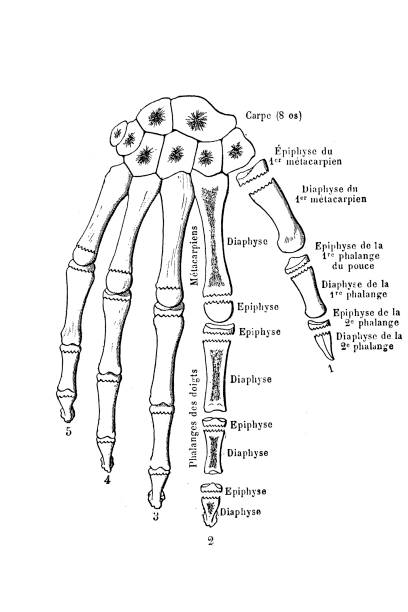 Ossification of the bones of the hand Illustration of a Ossification of the bones of the hand labeled hand bones stock illustrations