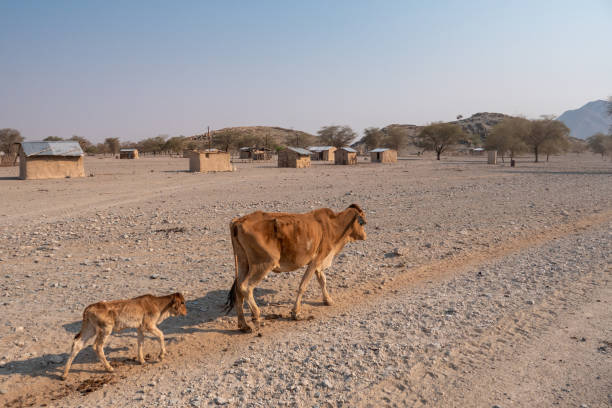 Skinny Cow and Calf Walking by a Village in Namibia Very Skinny, Emaciated Cow Walking on Dry Land by a Village in Kaokoveldt, Namibia, Africa - A Concept for Drought and Hunger kaokoveld stock pictures, royalty-free photos & images