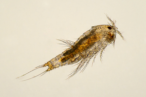 Microscopic image of a copepod. Gets it common name cyclops from the single red eyespot. Salt marsh, San Francisco Bay, California, USA. Live specimen. Wet mount, 10X, transmitted brightfield illumination.