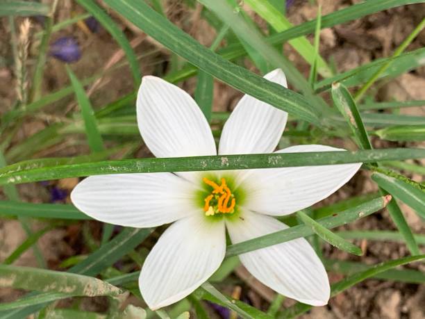 istock Cooperia - Rain Lily White- Fresh Spring Flower - Flower blooming in Grass 1168707165