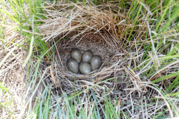 Skylark (Alauda arvensis) Alauda arvensis. The nest of the Skylark in nature. Russia. Russia, the Ryazan region (Ryazanskaya oblast) alauda stock pictures, royalty-free photos & images