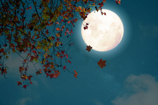 istock Autumn in night skies background concept. 1168709057