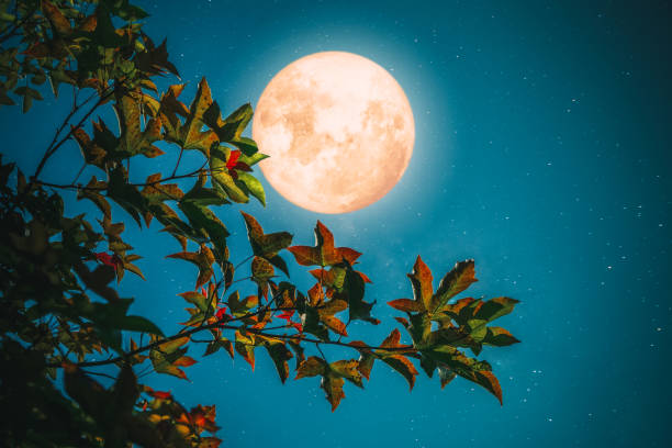 istock Halloween and Thanksgiving in night skies background concept. 1168709070