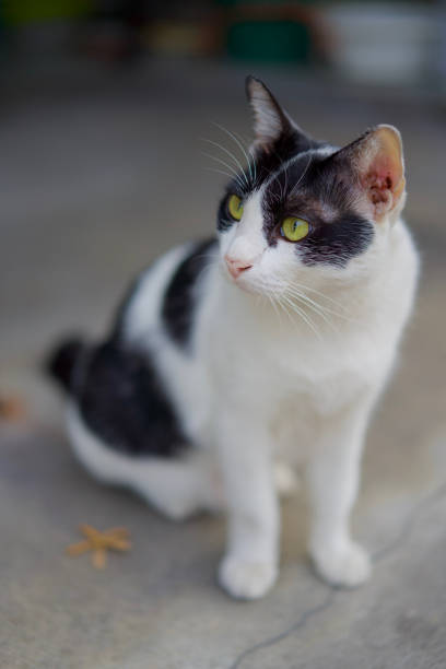 istock Cute standing cat with black & white colors looking up 1168709322