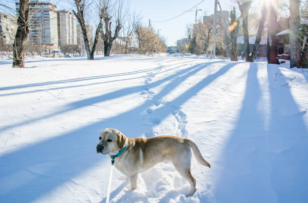 istock Labrador Retriever in the snow 1168709404