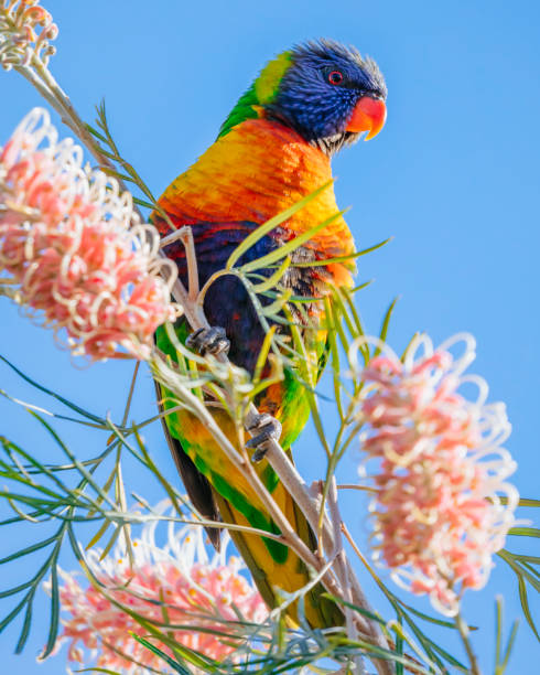 Rainbow lorikeet and Grevillea Australia is home to seven species of lorikeet, of which the rainbow lorikeet (Trichoglossus moluccanusis the best known and most widespread. This one is enjoying the late afternoon sunshine while feeding on a Grevillea shrub flowers. lorikeet photos stock pictures, royalty-free photos & images