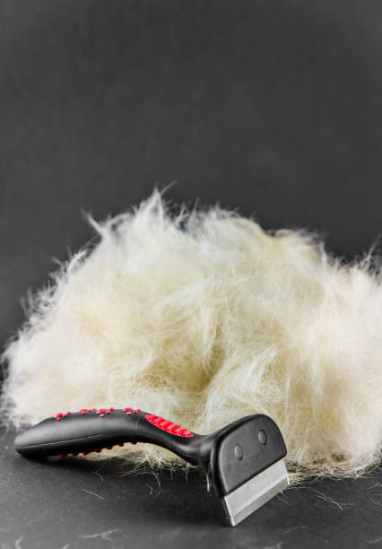 istock Labrador dog hair during molting and brush 1168710303