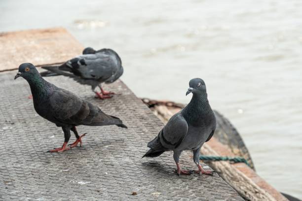 istock group of pigeons on a pier. 1168710426