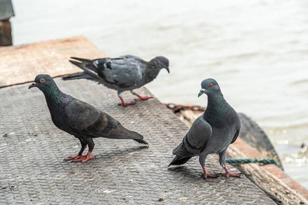 istock group of pigeons on a pier. 1168710452