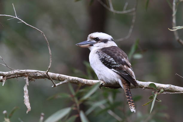 istock queensland, australia, new, south, wales, standing, sitting, eucalyptus tree, gumtree, gum tree, eucalyptus, australian bird, trentham, two kookaburras, colorful, detail, animal,laughing kookaburra (Dacelo novaeguineae) Queensland , Australia 1168713460