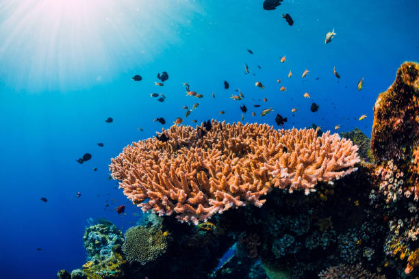 istock Amazing underwater world with corals and tropical fish at shipwreck. 1168713916