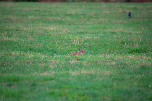 a  bunny on a field with green background