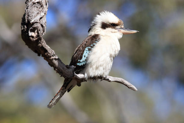 istock queensland, australia, new, south, wales, standing, sitting, eucalyptus tree, gumtree, gum tree, eucalyptus, australian bird, trentham, two kookaburras, colorful, detail, animal,laughing kookaburra (Dacelo novaeguineae) Queensland , Australia 1168714531