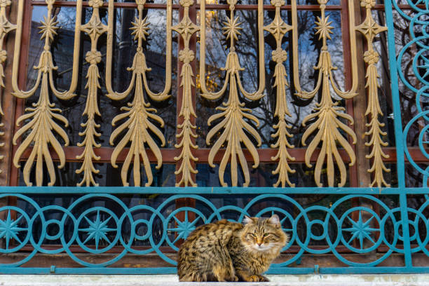 Cats sitting in front of a mosque in Istanbul