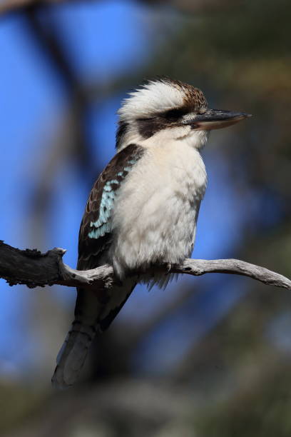 istock queensland, australia, new, south, wales, standing, sitting, eucalyptus tree, gumtree, gum tree, eucalyptus, australian bird, trentham, two kookaburras, colorful, detail, animal,laughing kookaburra (Dacelo novaeguineae) Queensland , Australia 1168714968