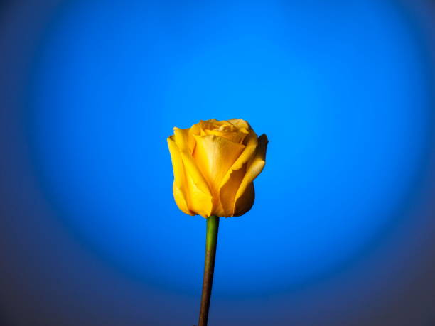 Yellow flower on the blue background