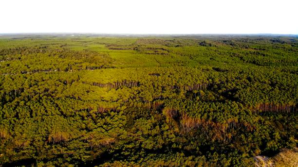 Above the Landes coast near Seignosse