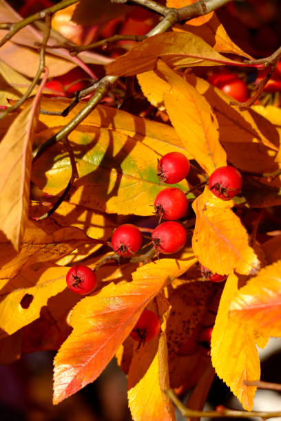 istock Willow-leaved dwarf mistletoe (Cotoneaster salicifolius flococcus), branches with red fruits in autumn, Germany, Europe 1168717994