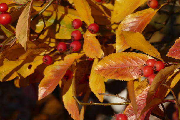 istock Willow-leaved dwarf mistletoe (Cotoneaster salicifolius flococcus), branches with red fruits in autumn, Germany, Europe 1168717995