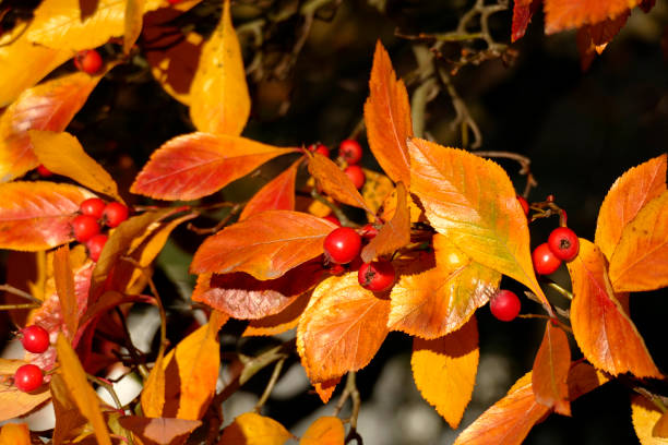 istock Willow-leaved dwarf mistletoe (Cotoneaster salicifolius flococcus), branches with red fruits in autumn, Germany, Europe 1168718047