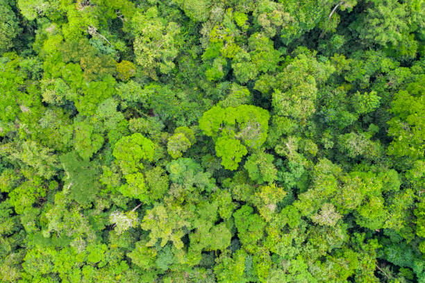 istock Aerial view of a green rainforest foliage, Congo Basin 1168718088