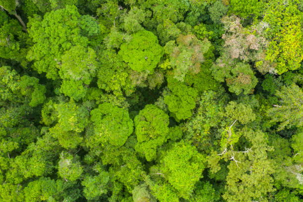 istock Aerial view of a green rainforest foliage, Congo Basin 1168718136
